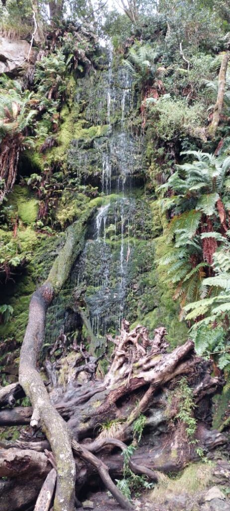 The waterfall tricking down from Cecelia Forrest Waterfall