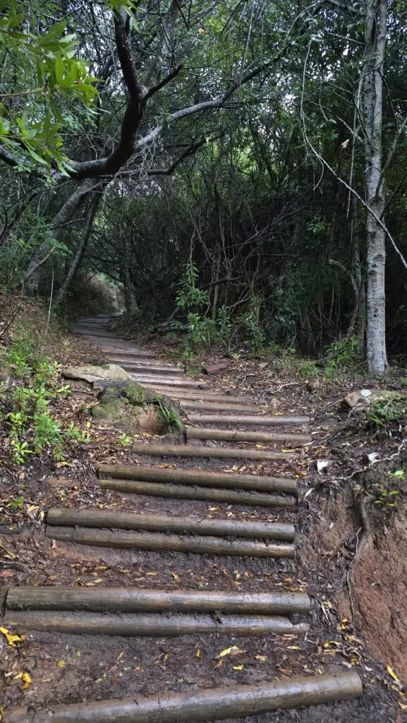 Hiking Cape Town in winter — Skeleton Gorge Table Mountain green forest trail