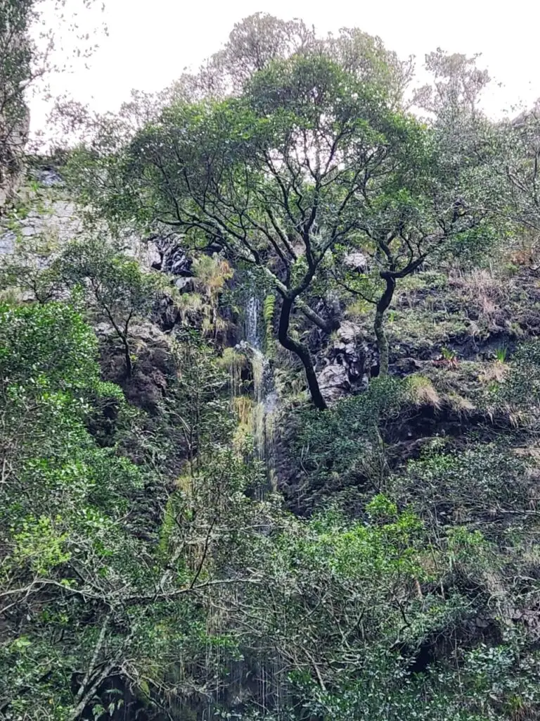 Indigenous forest on the permit-only Orange Kloof trail on Table Mountain